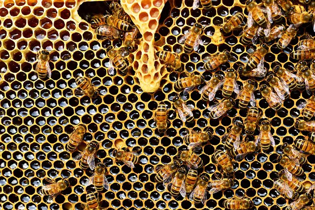 Masse volumique du miel : mesure, calcul et propriétés
